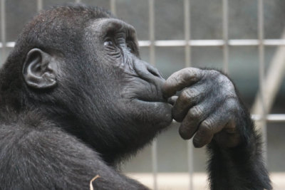 caged primate with hand on mouth looking pensive