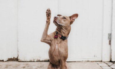 light-brown dog with collar and raised right paw looking up