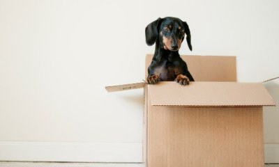 sausage dog popping out of cardboard box