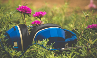 pair of blue headphones lying on grass with bright pink flowers in the background